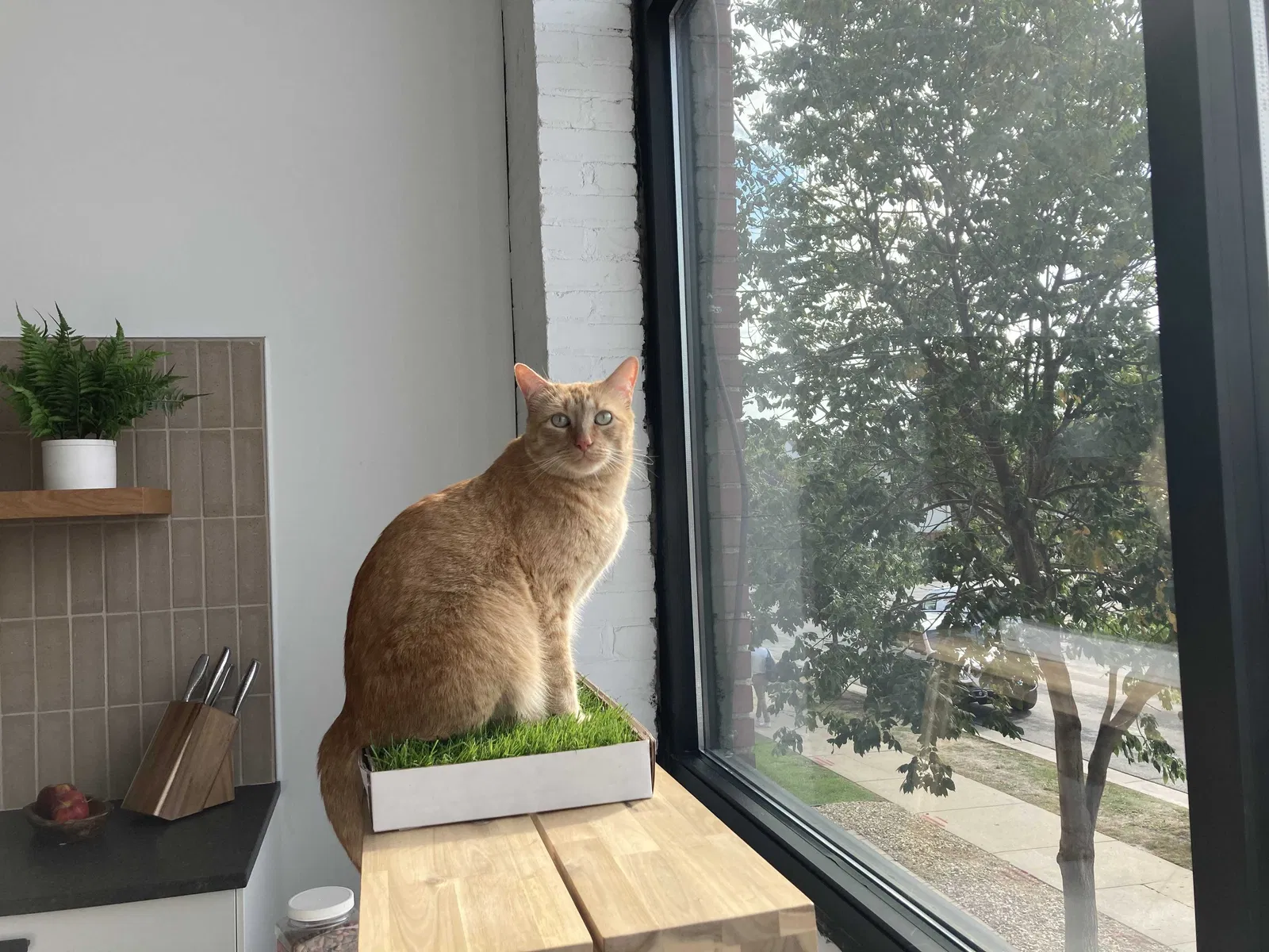 Lost cat in Minneapolis, MN, 55412