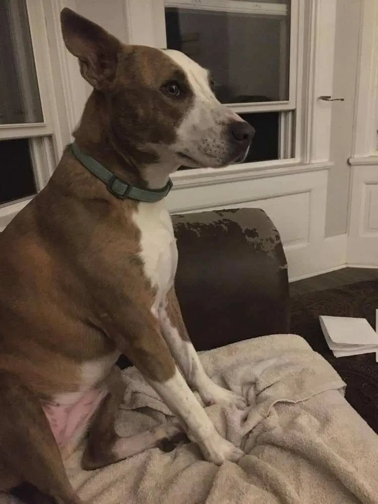 Lost dog in Fountain, CO, 80817