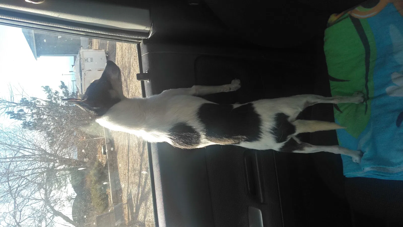 Found dog in Johnstown, CO, 80534