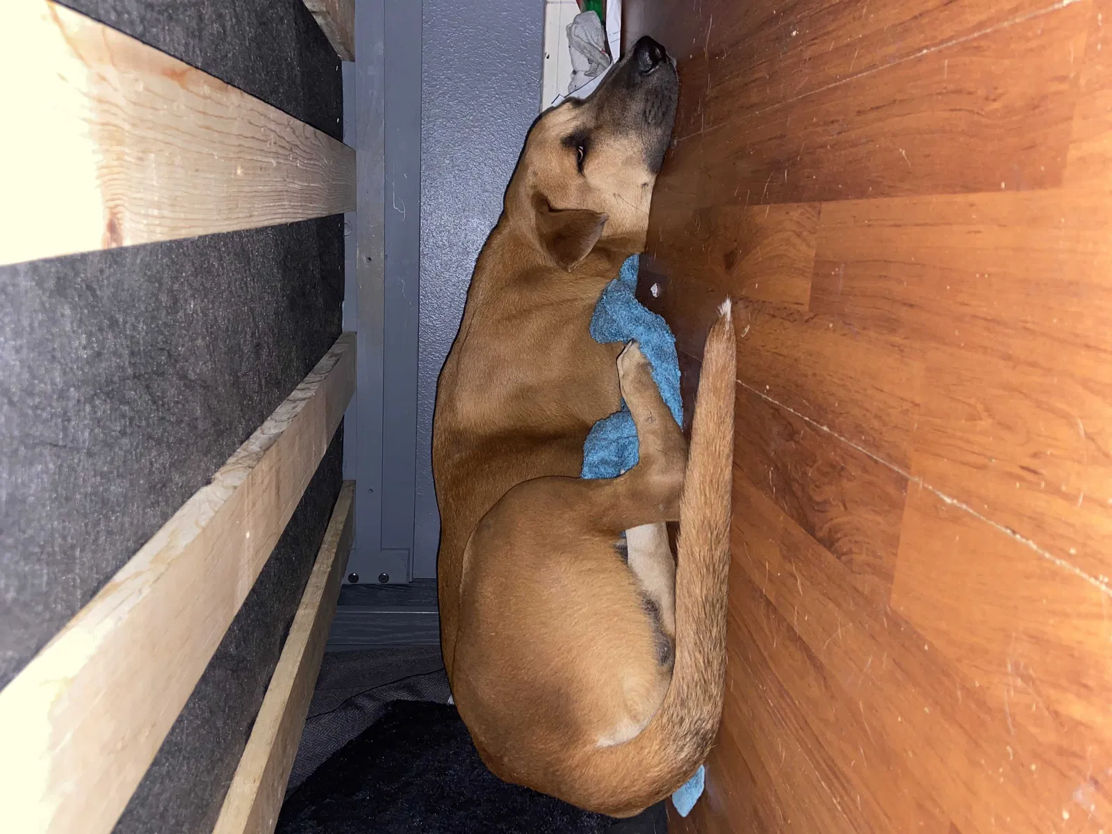 Lost dog in Houston, TX, 77073