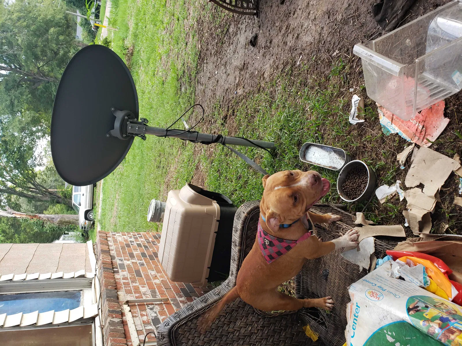 Lost dog in Shreveport, LA, 71108