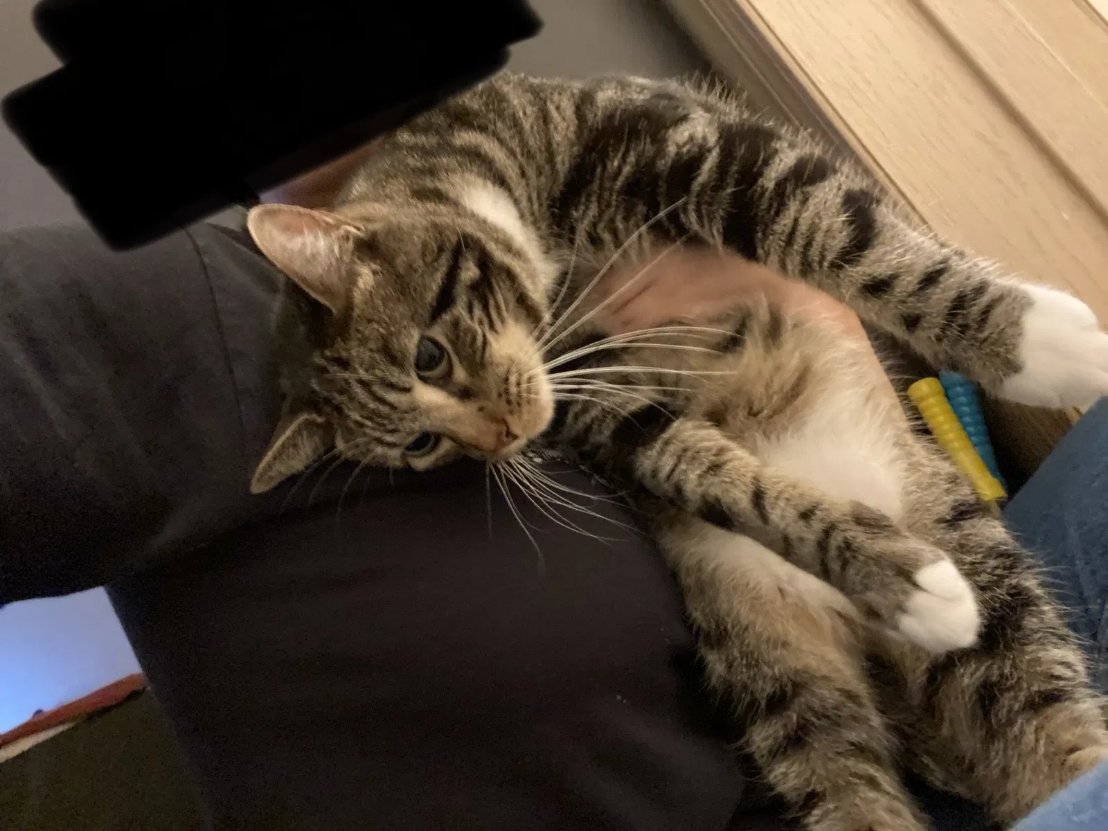 Lost cat in Corvallis, OR, 97333