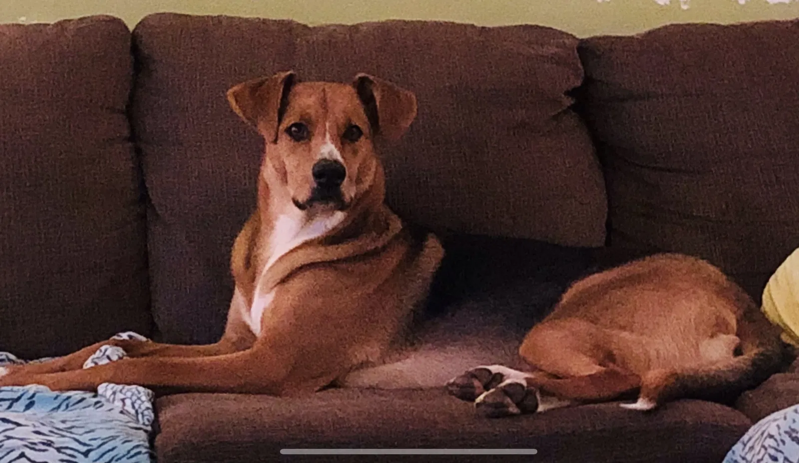 Lost dog in Pelham, AL, 35124