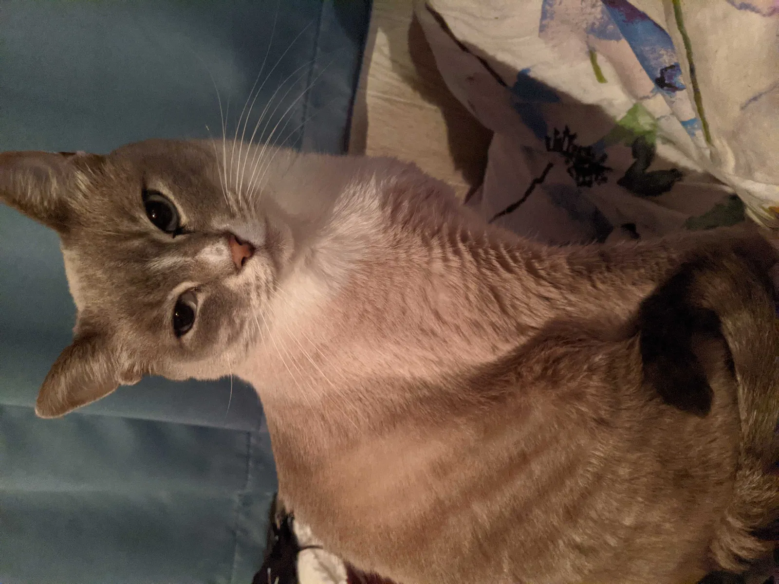 Lost cat in Puyallup, WA, 98373