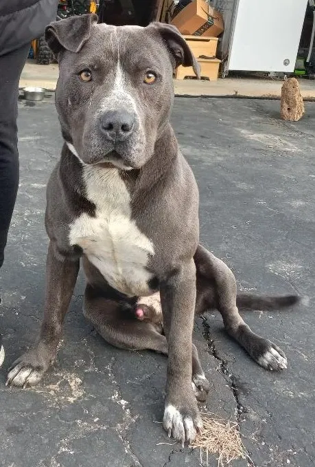 Found dog in Lanesville, IN, 47136
