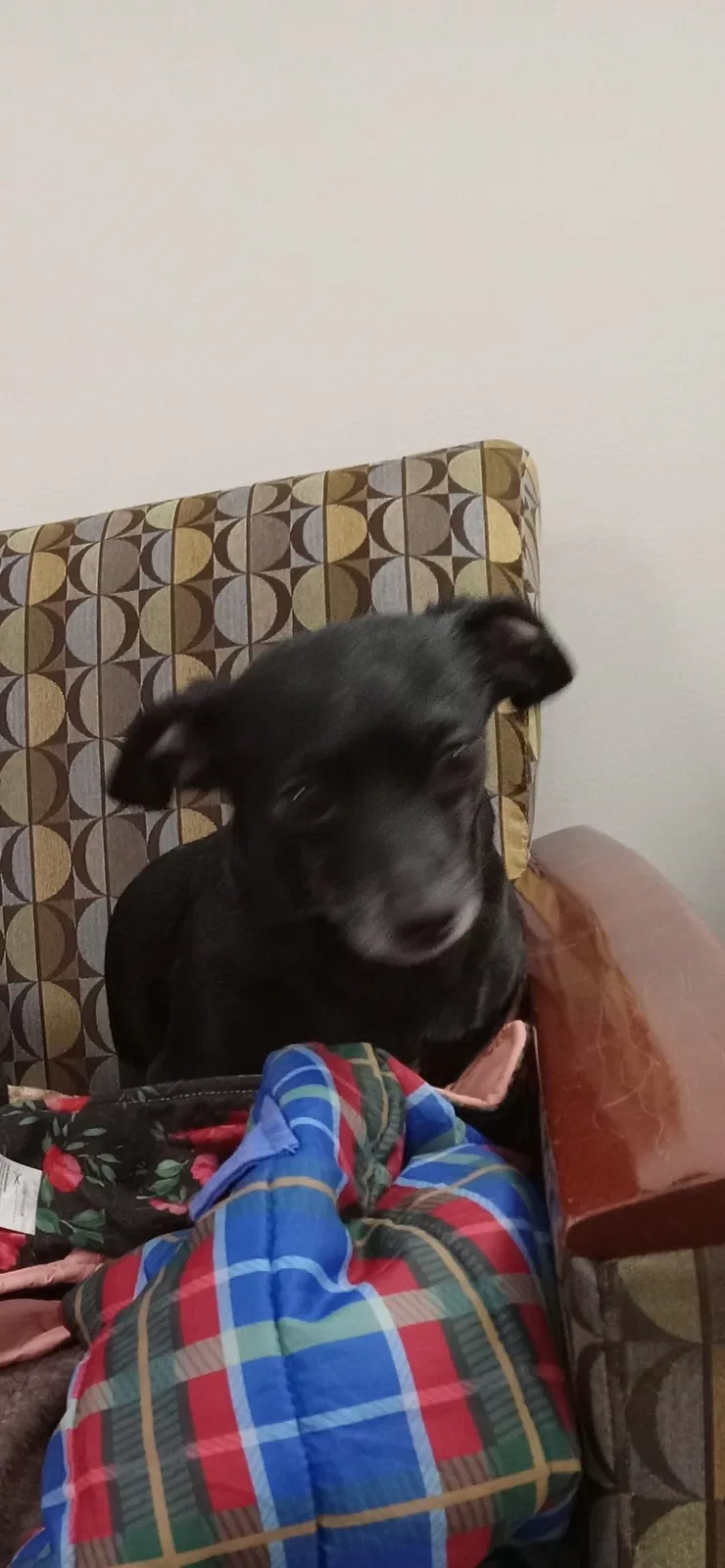 Lost dog in Salt Lake City, UT, 84116
