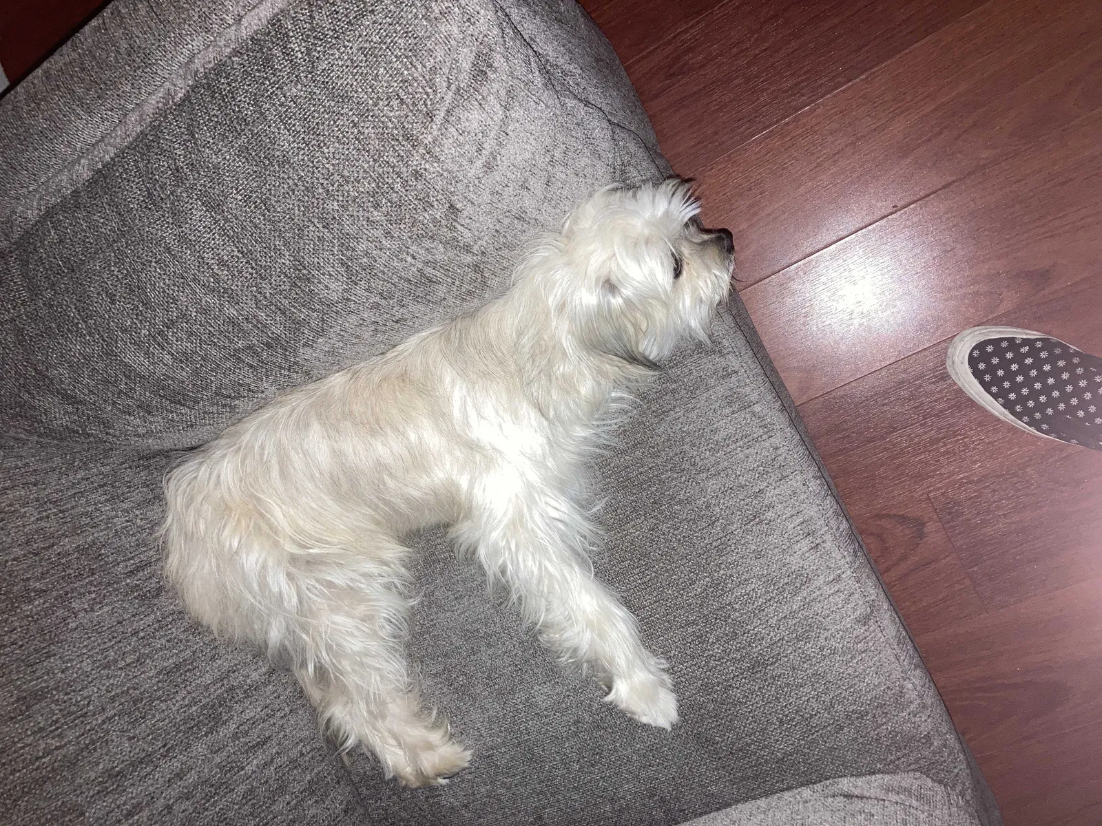 Found dog in Sacramento, CA, 95831