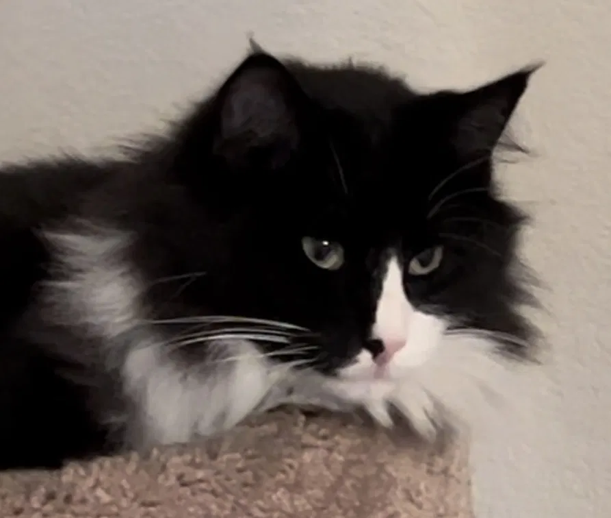 Lost cat in Las Vegas, NV, 89148