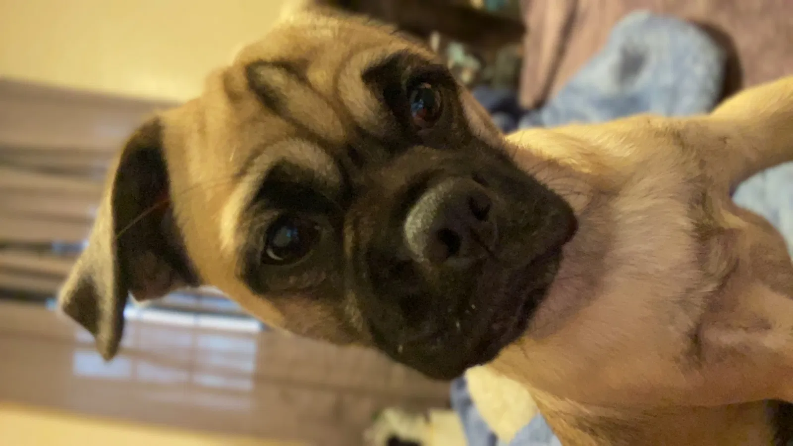 Lost dog in Bakersfield, CA, 93306