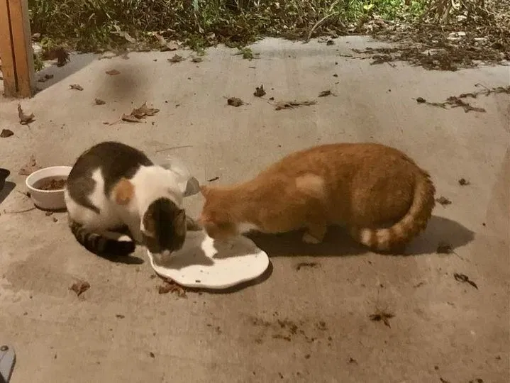 Found cat in Hanahan, SC, 29410