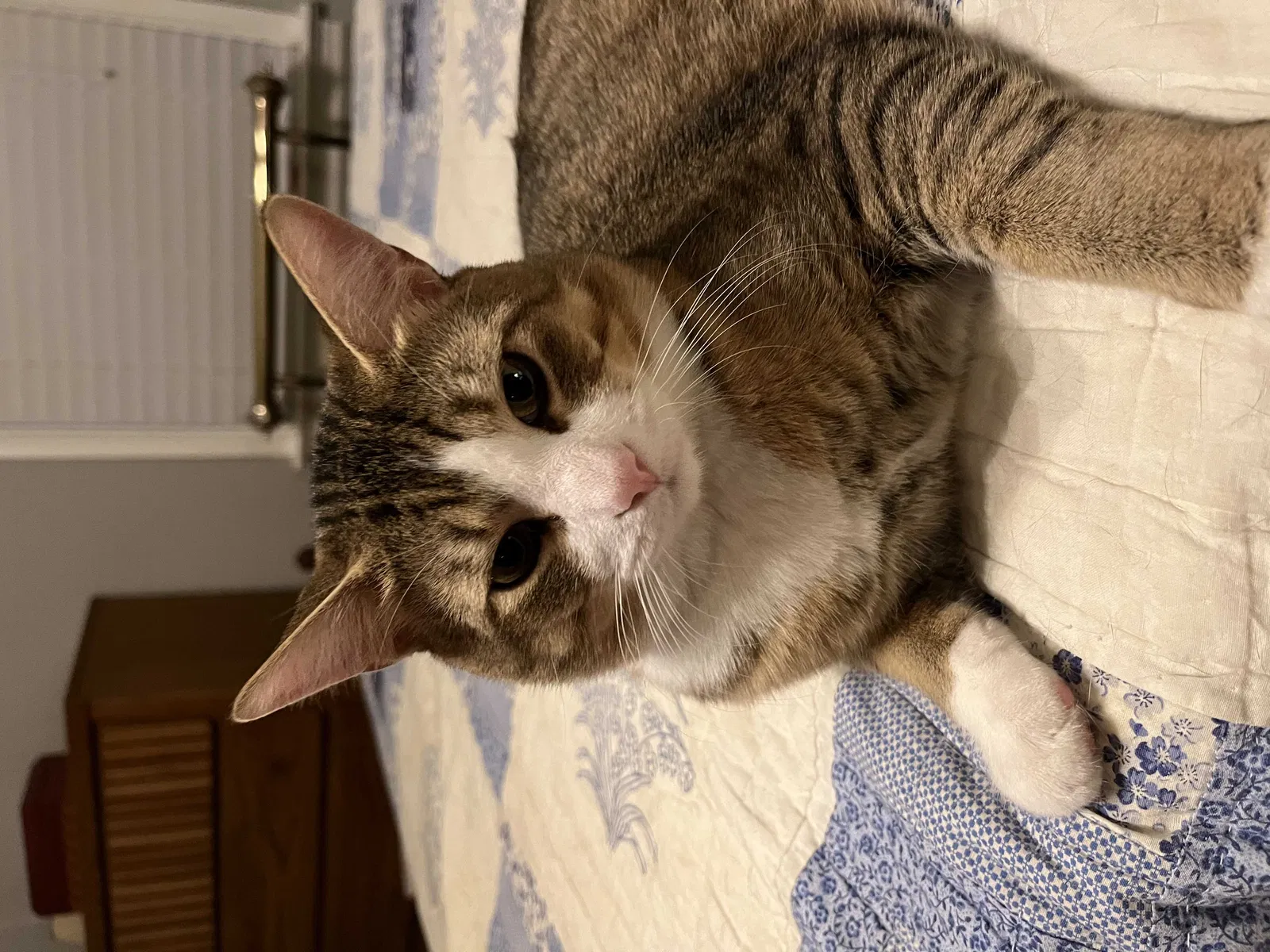 Found cat in Saint Louis, MO, 63123