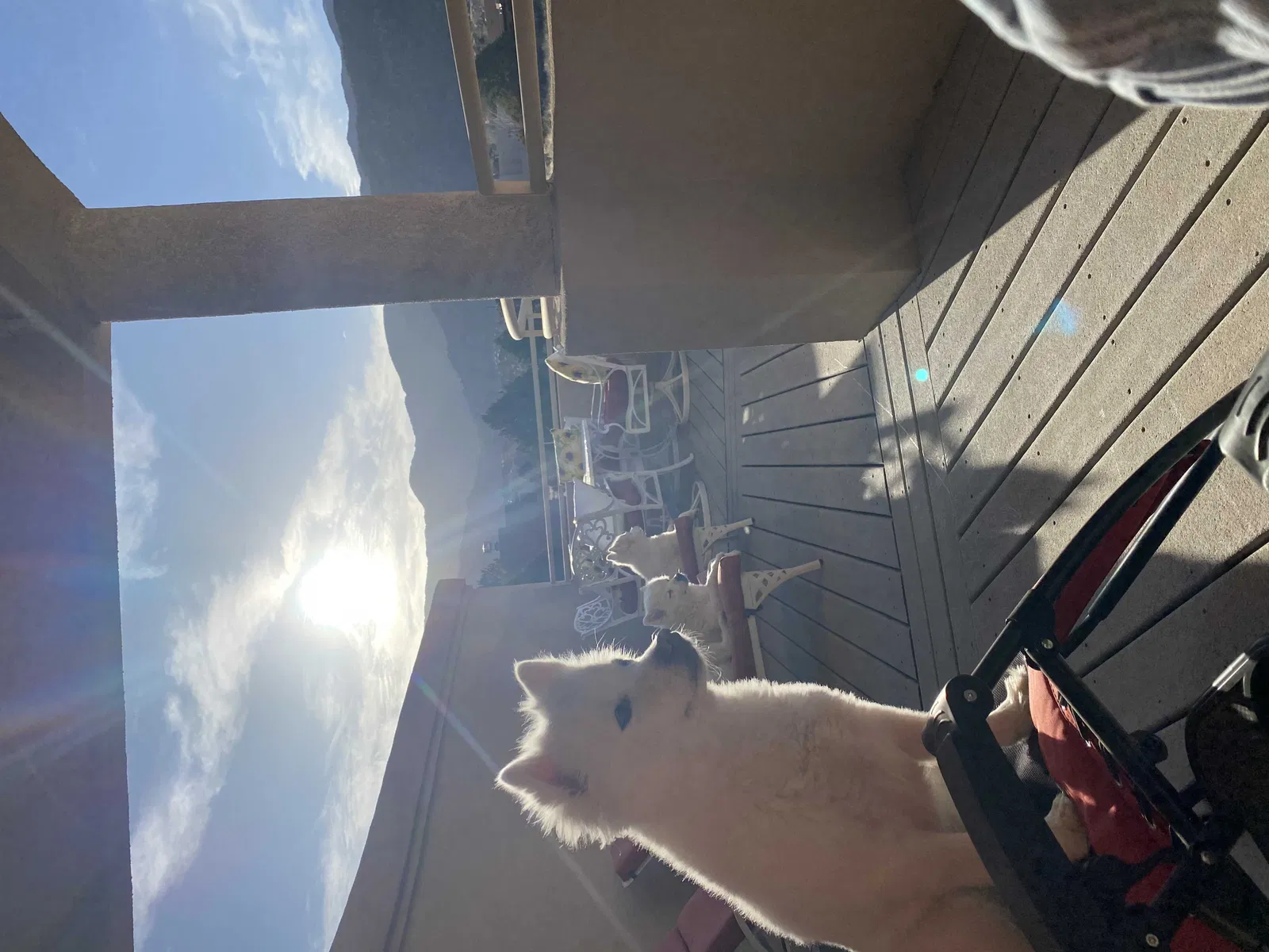 Lost dog in Albuquerque, NM, 87111