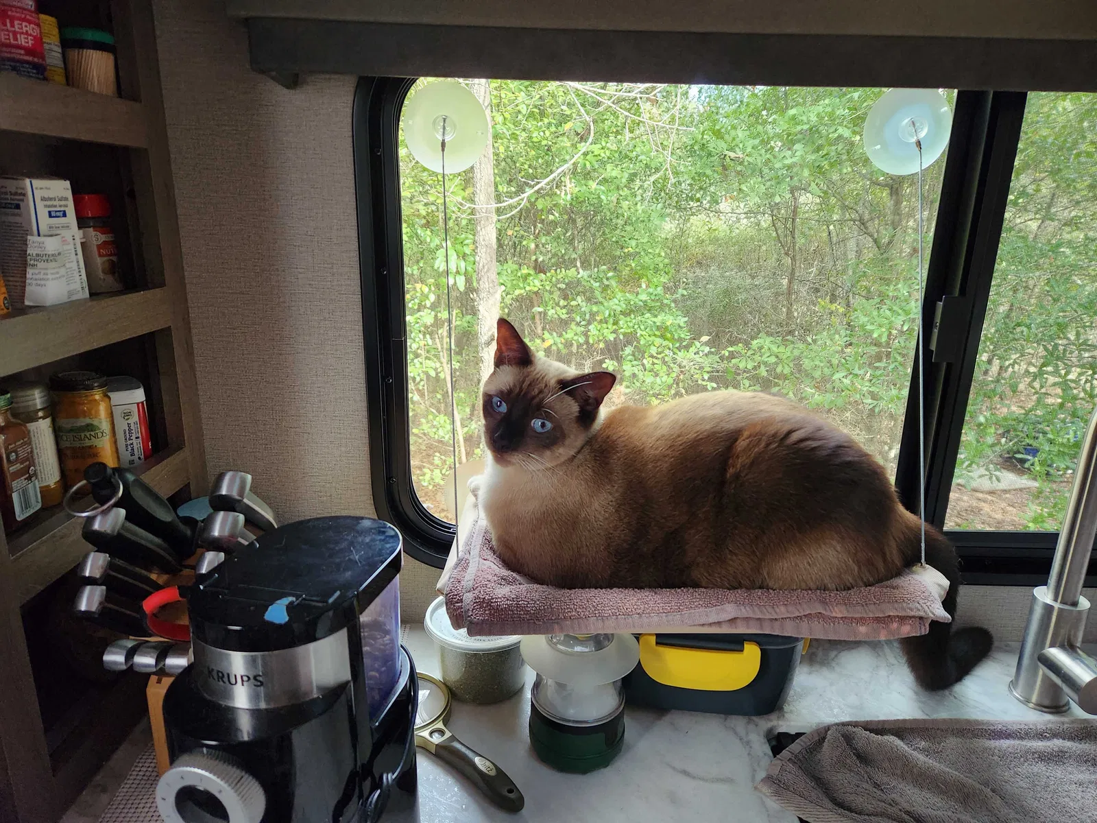 Lost cat in Ariton, AL, 36311