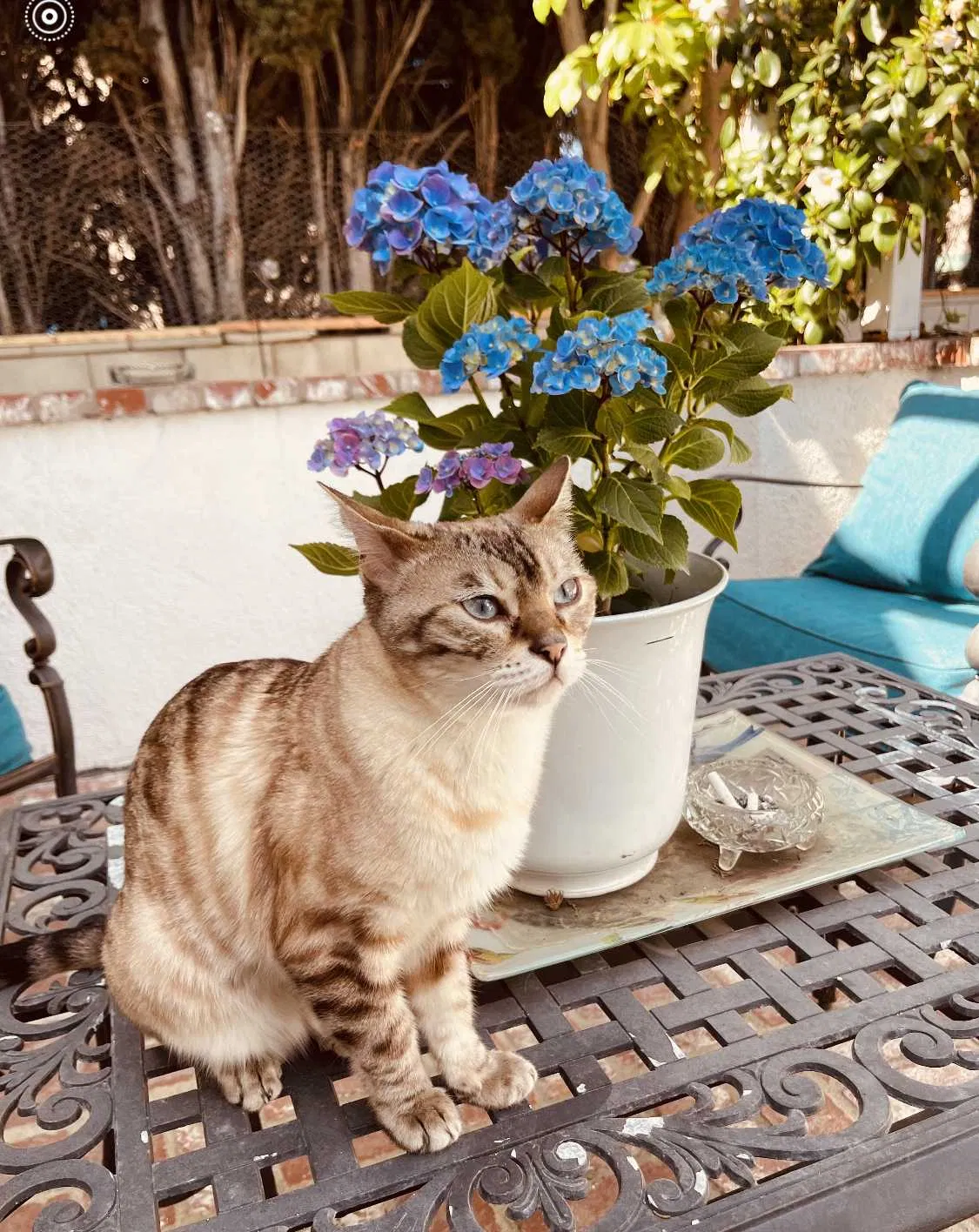 Lost cat in Beverly Hills, CA, 90211