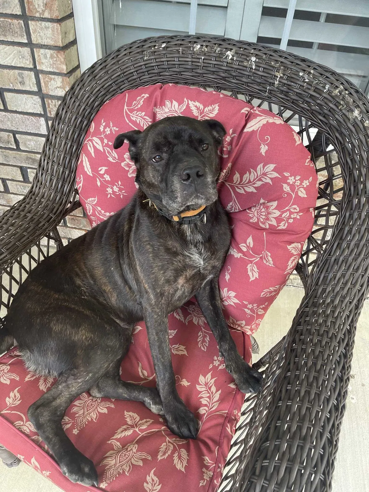 Lost dog in Sevierville, TN, 37876