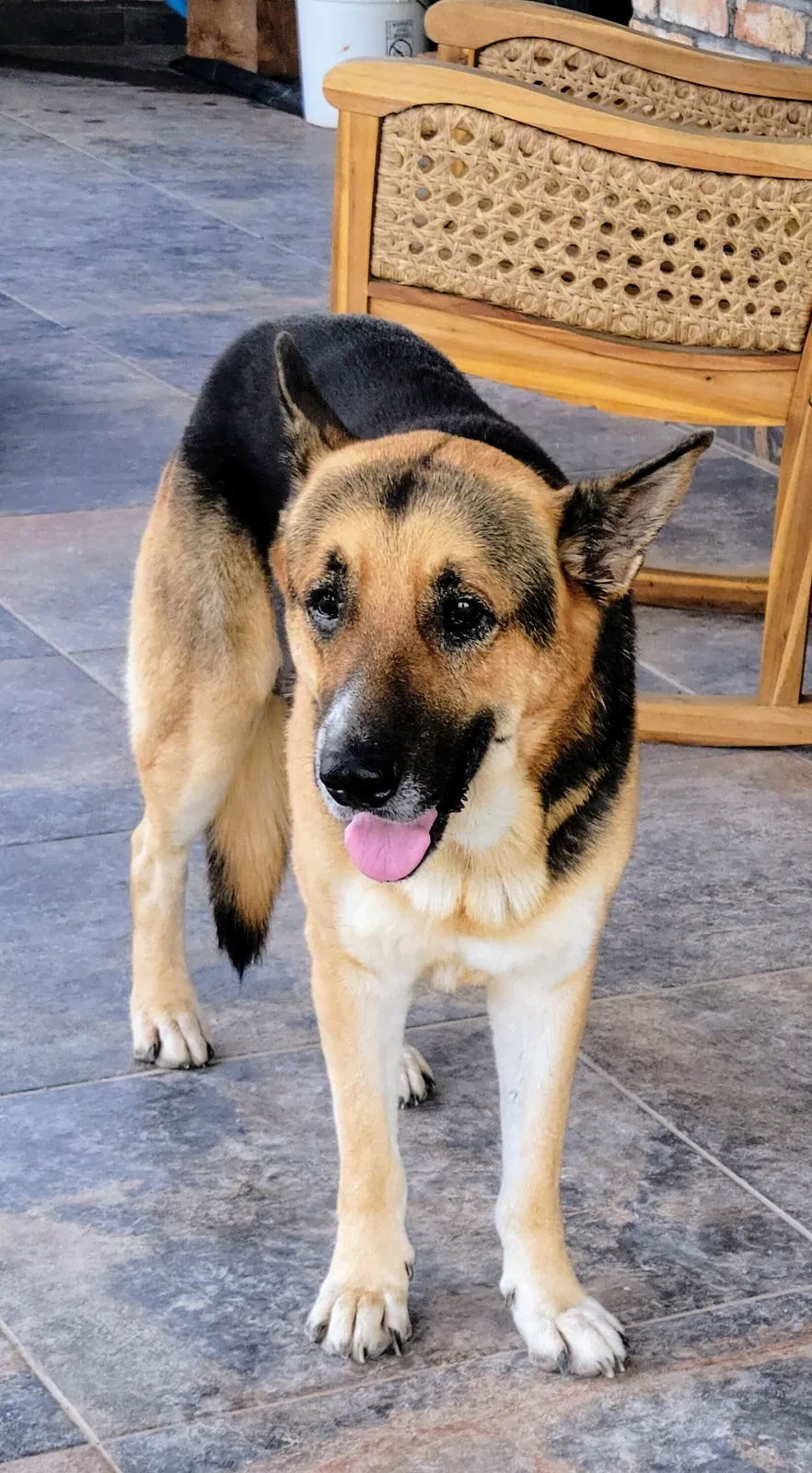 Lost dog in Penitas, TX, 78576