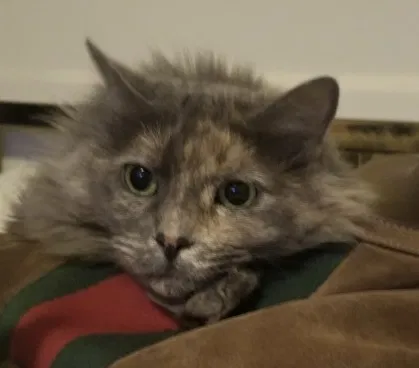 Lost cat in Van Nuys, CA, 91411