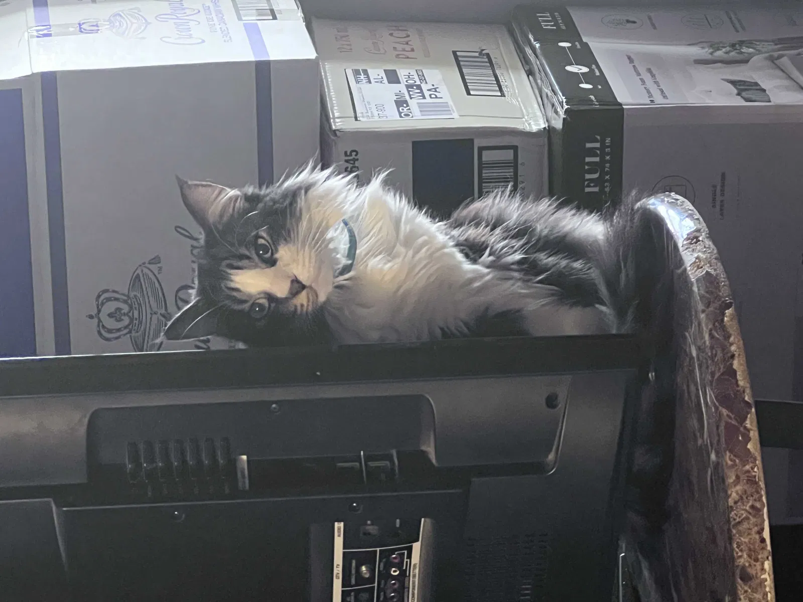 Lost cat in Thomasville, NC, 27360