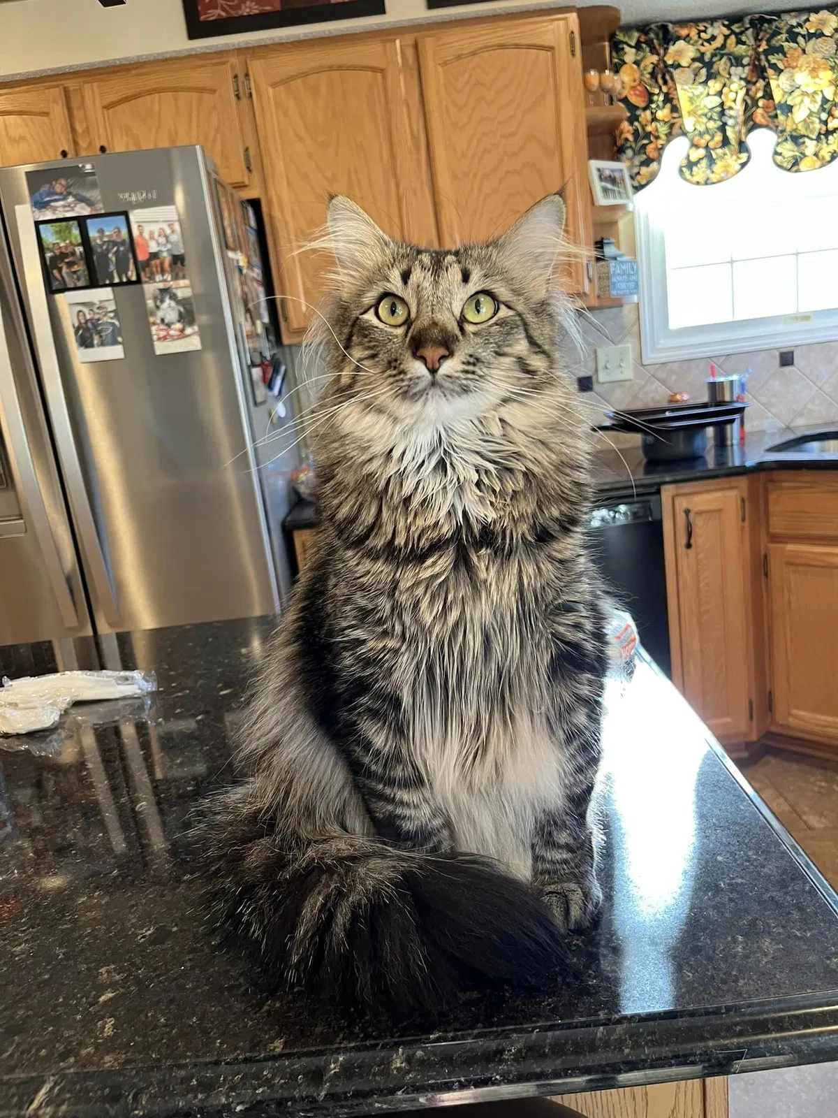 Lost cat in O Fallon, MO, 63366