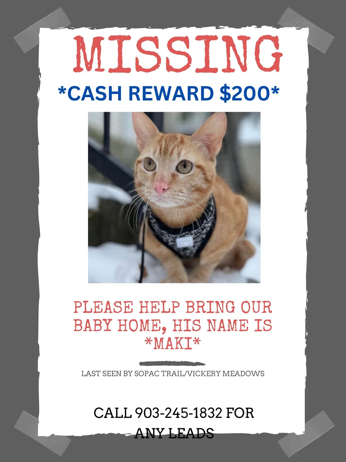 Lost cat in Dallas, TX, 75231