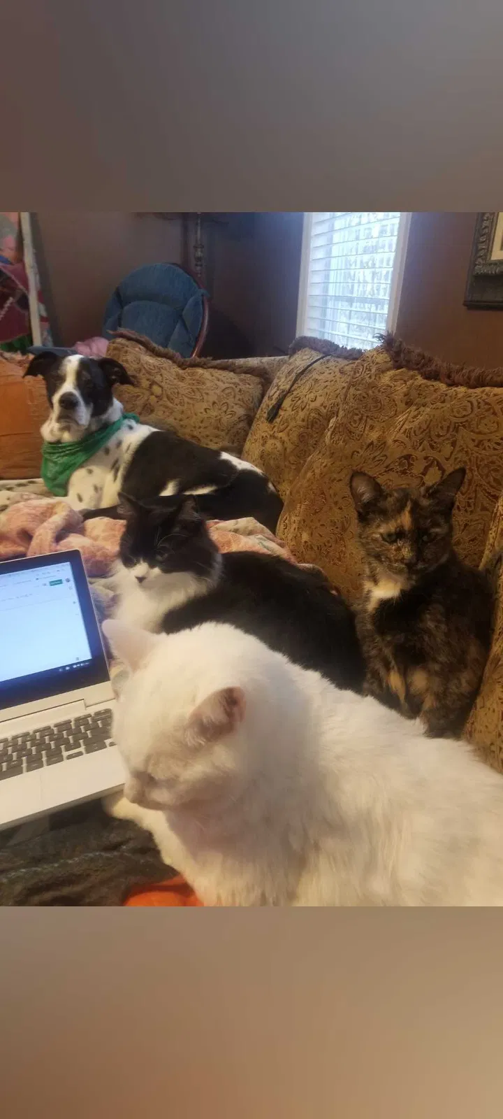 Lost cat in High Point, NC, 27265