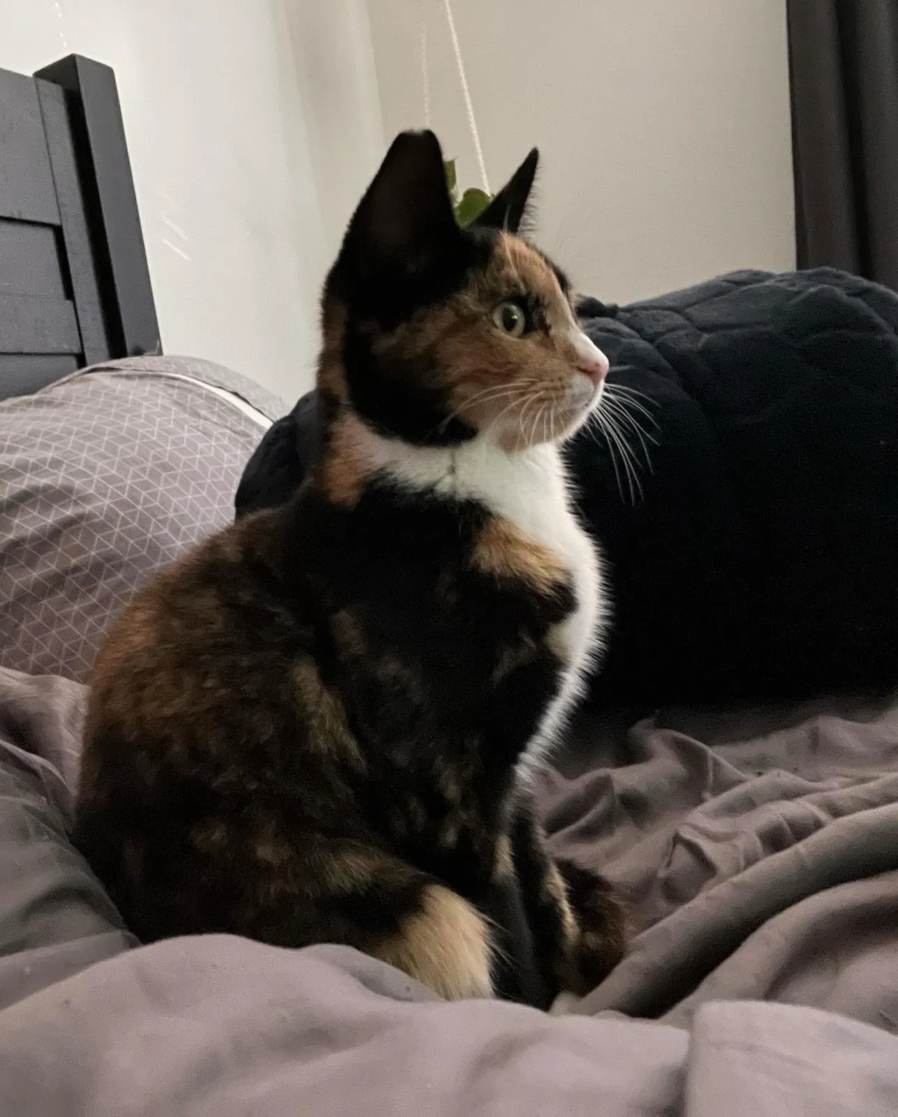 Lost cat in San Diego, CA, 92108
