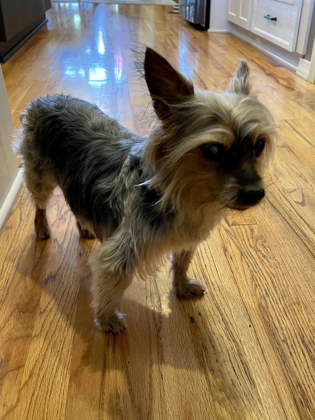 Lost dog in Albuquerque, NM, 87122