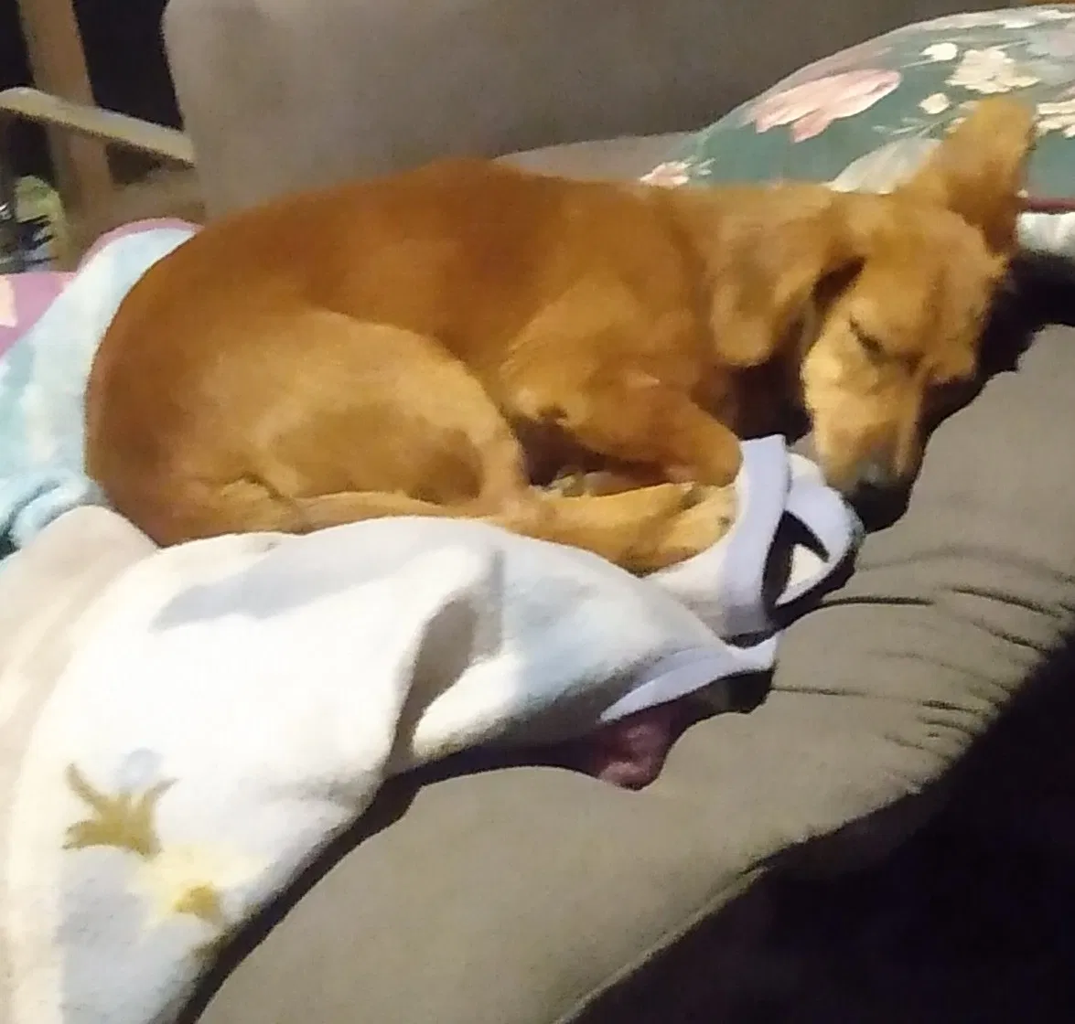 Lost dog in Richton, MS, 39476