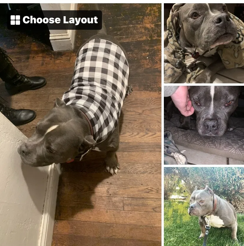 Lost dog in Fresno, CA, 93726