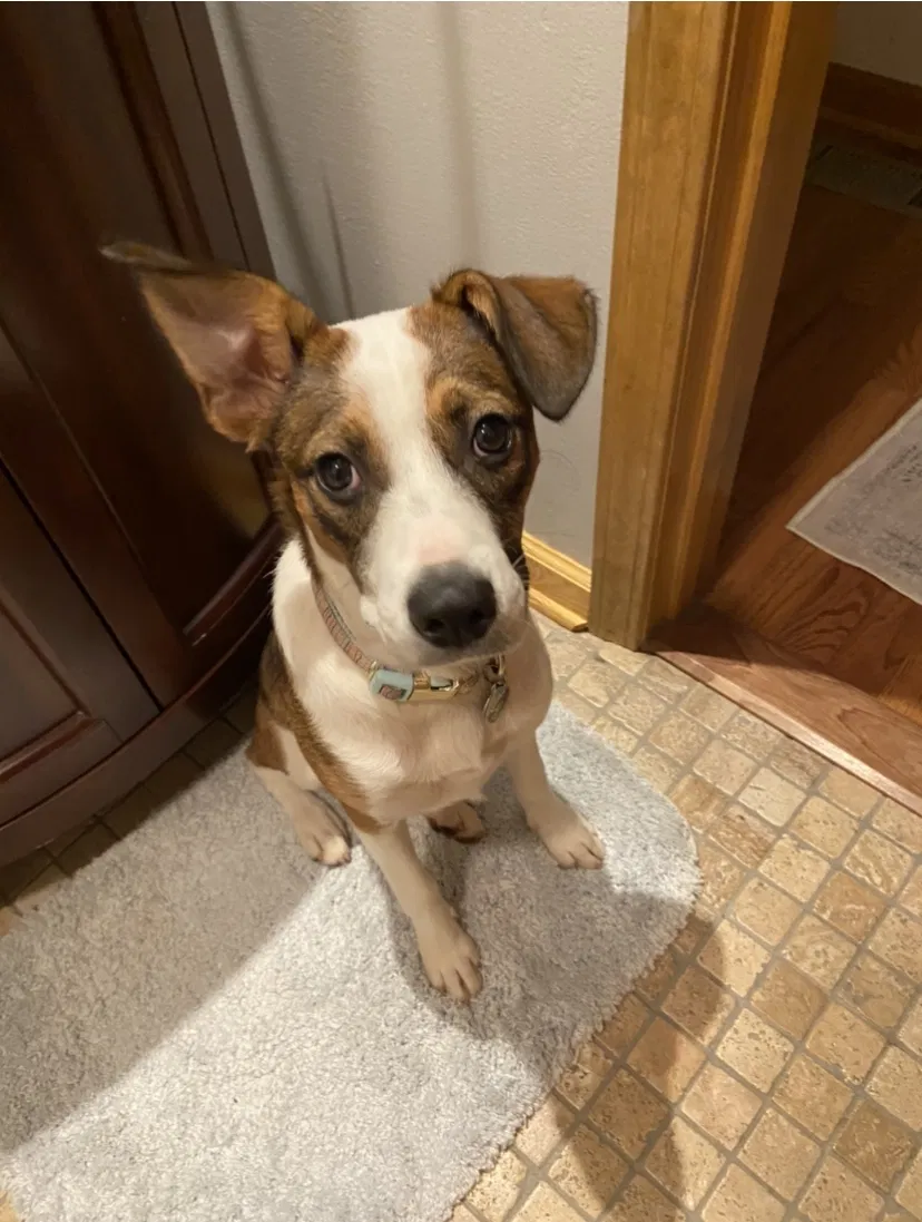 Lost dog in Cleveland, GA, 30528