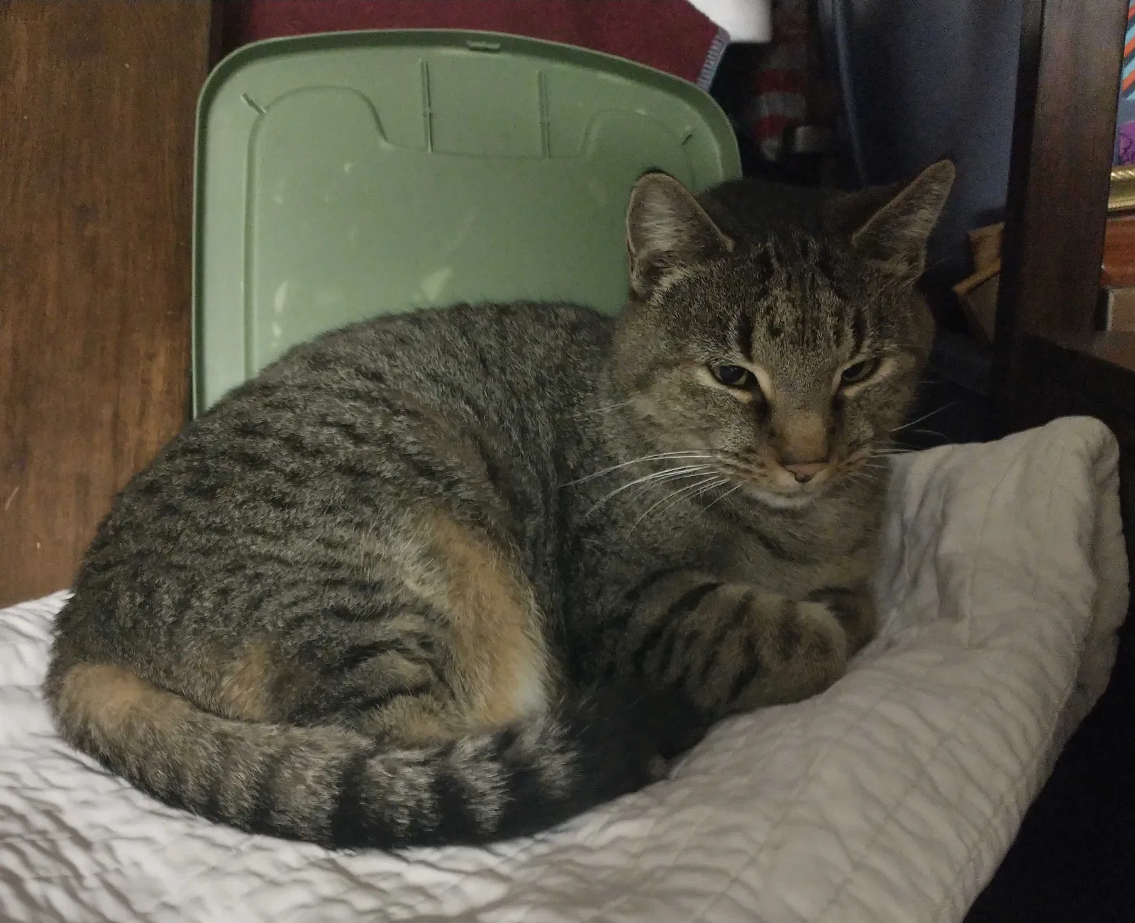 Lost cat in Norman, OK, 73069