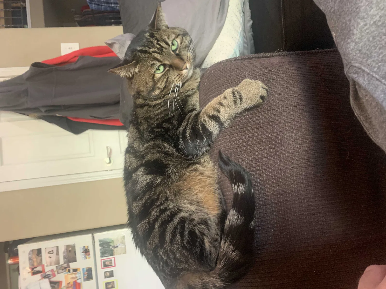 Lost cat in Park City, UT, 84098