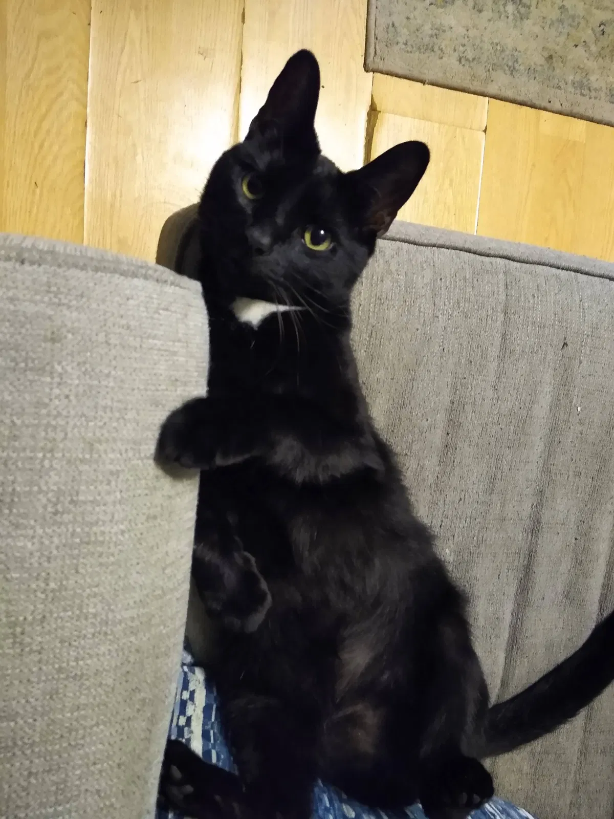 Lost cat in Clemson, SC, 29631