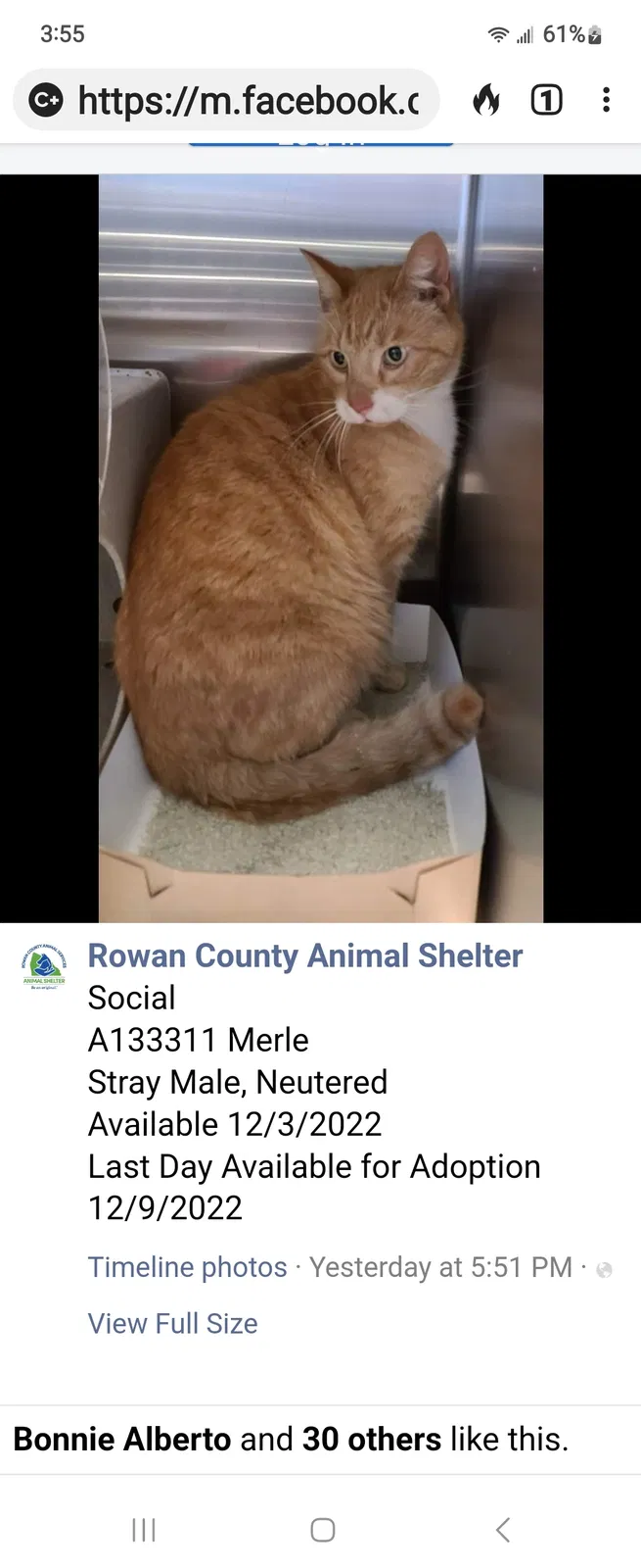 Lost cat in Statesville, NC, 28677