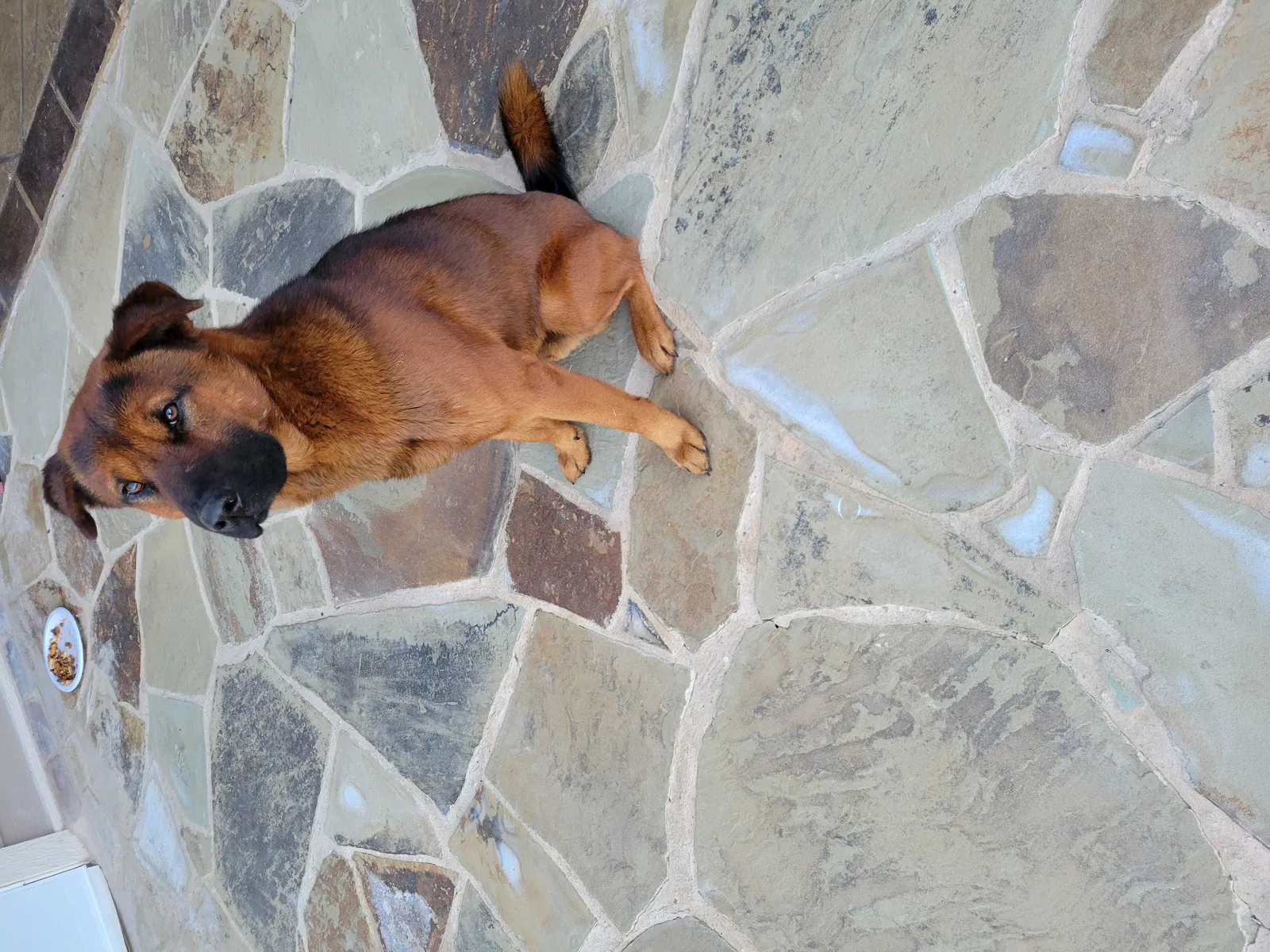 Found dog in San Antonio, TX, 78253