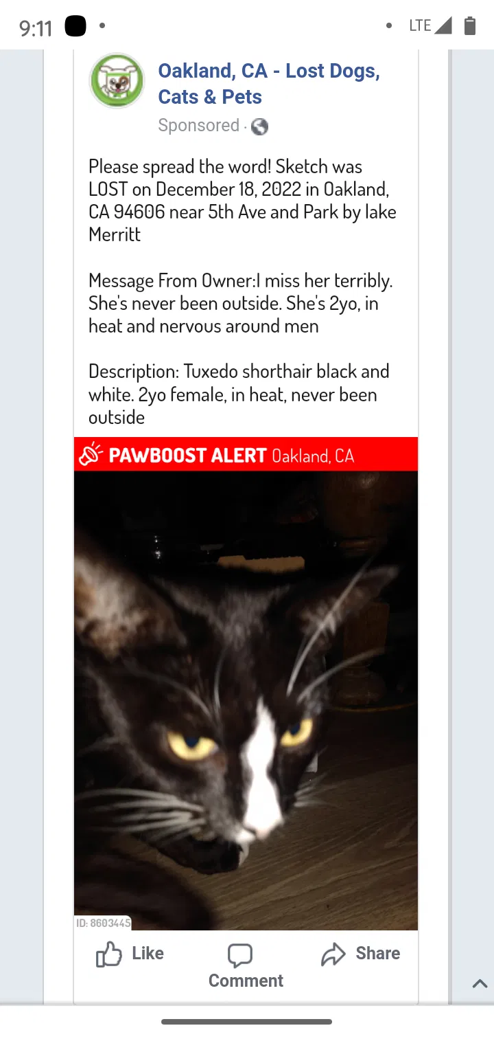Lost cat in Oakland, CA, 94606