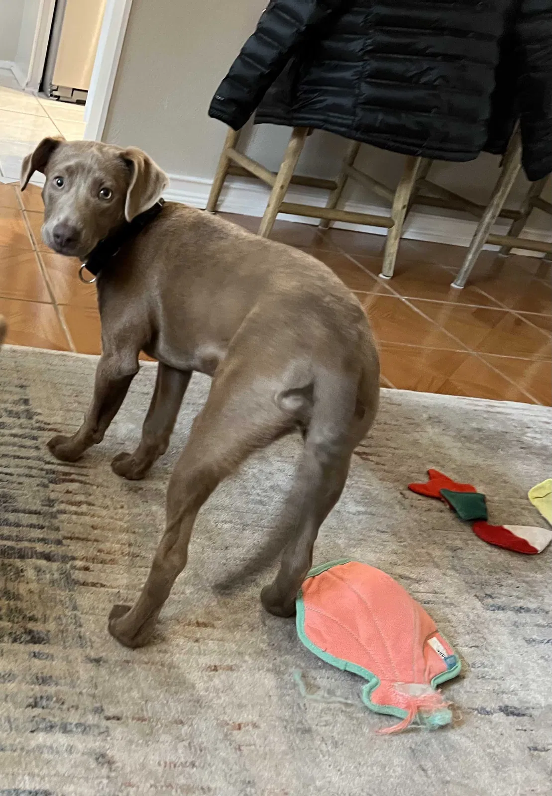 Lost dog in San Antonio, TX, 78240