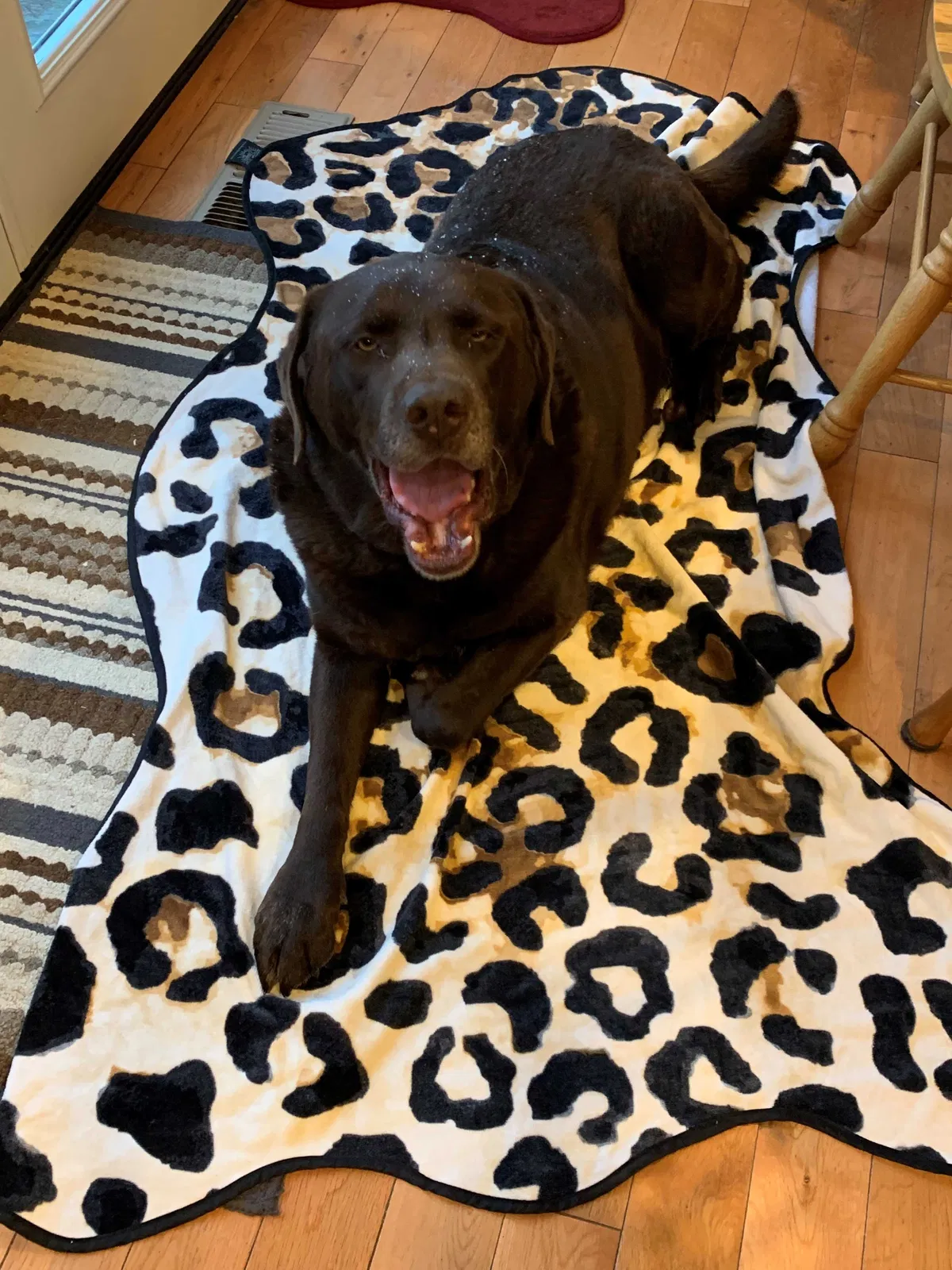 Lost dog in Reno, NV, 89506
