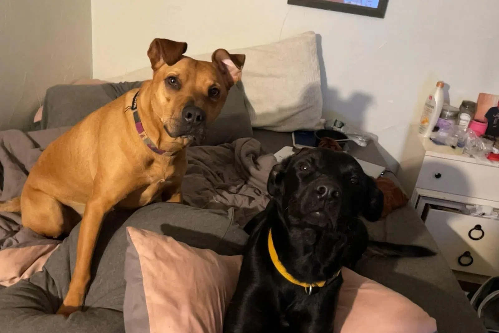 Lost dog in Oklahoma City, OK, 73135