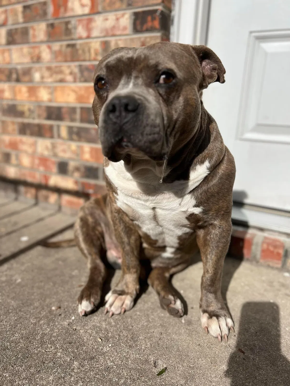 Lost dog in Columbia, SC, 29223