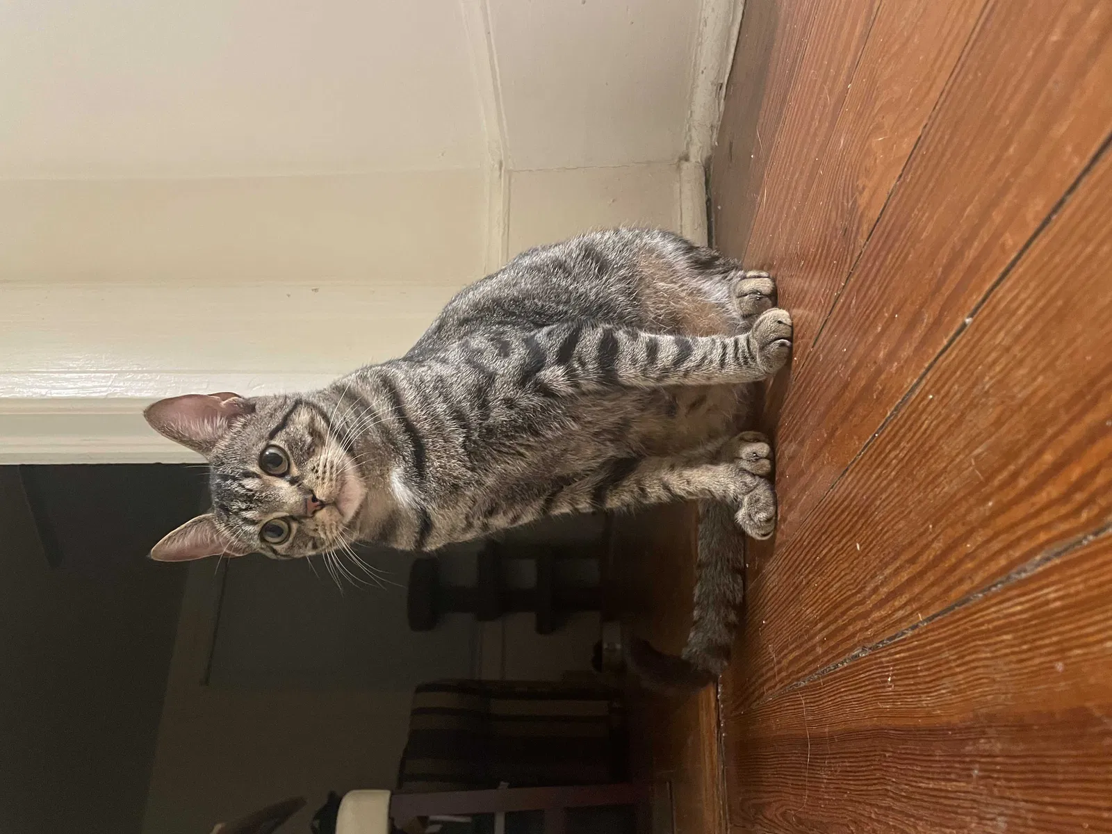Lost cat in North Charleston, SC, 29418