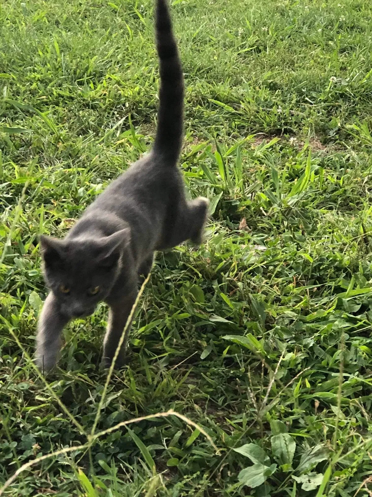 Lost cat in Florissant, MO, 63031