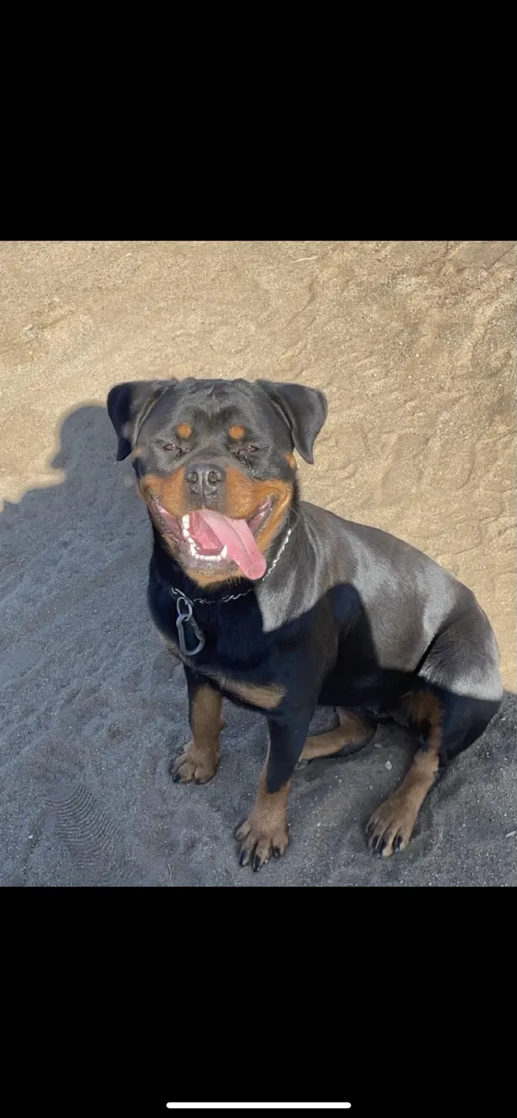 Lost dog in Perris, CA, 92571