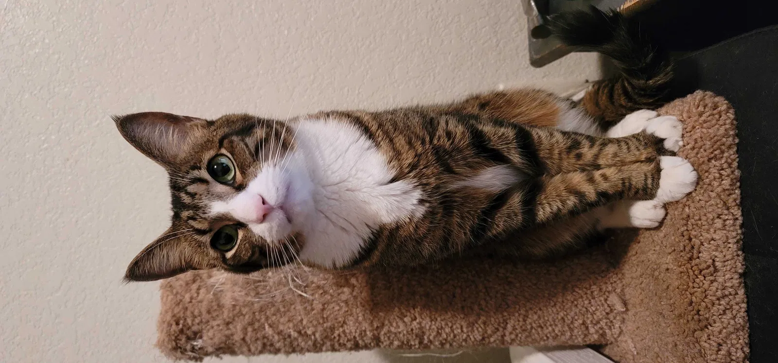 Lost cat in Temple, TX, 76504