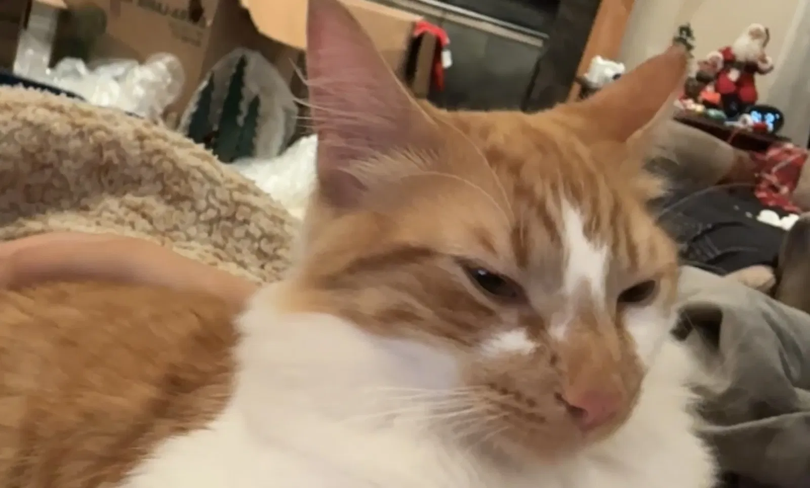 Lost cat in Grand Rapids, MI, 49504
