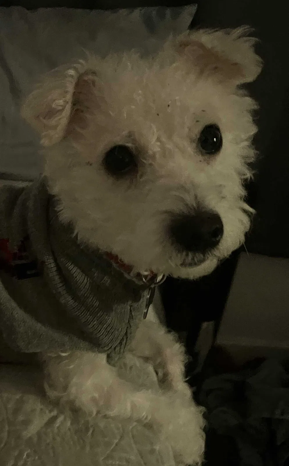 Lost dog in Long Beach, CA, 90804