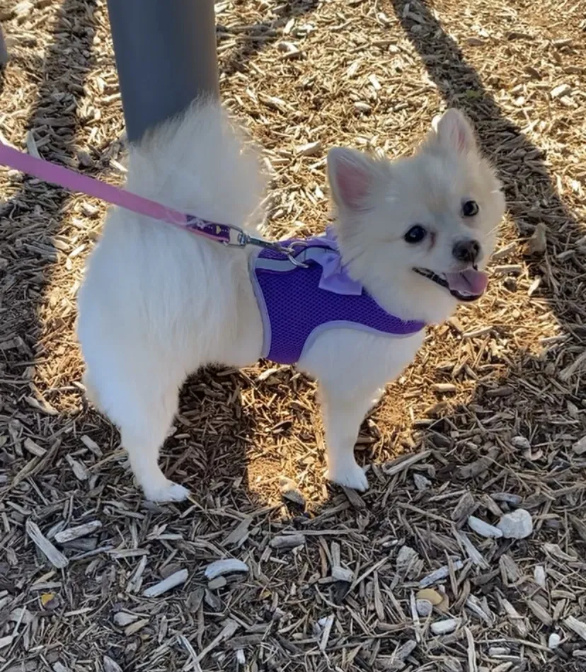 Lost dog in Edinburg, TX, 78539