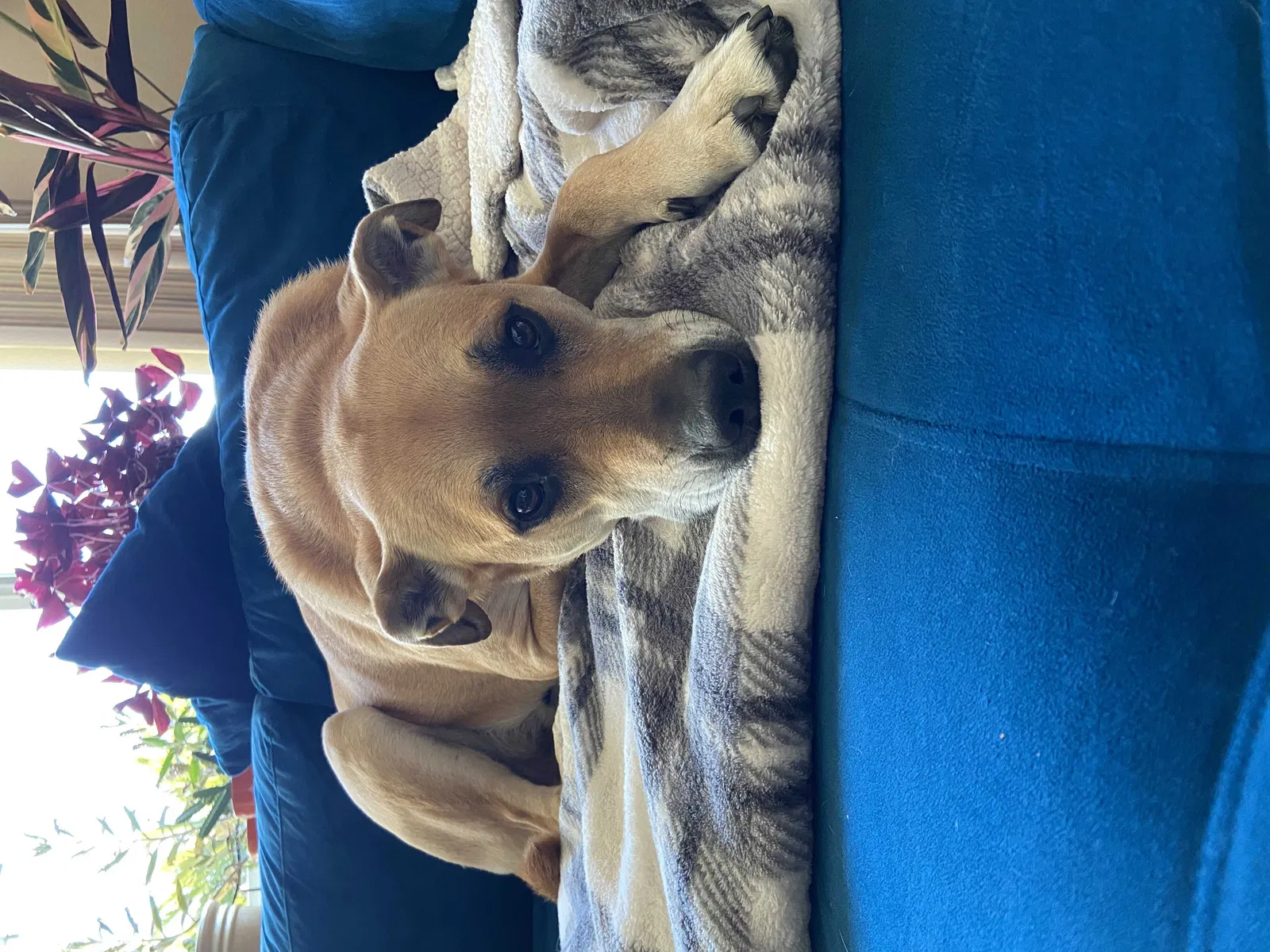 Lost dog in Sunnyvale, CA, 94086