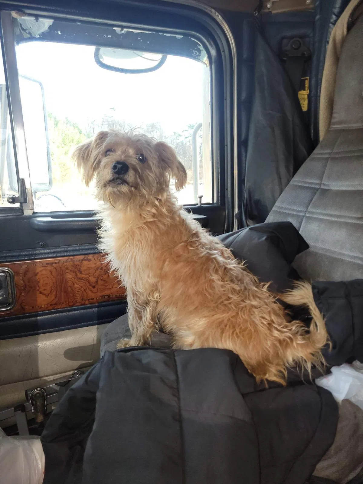 Lost dog in North Jackson, OH, 44451