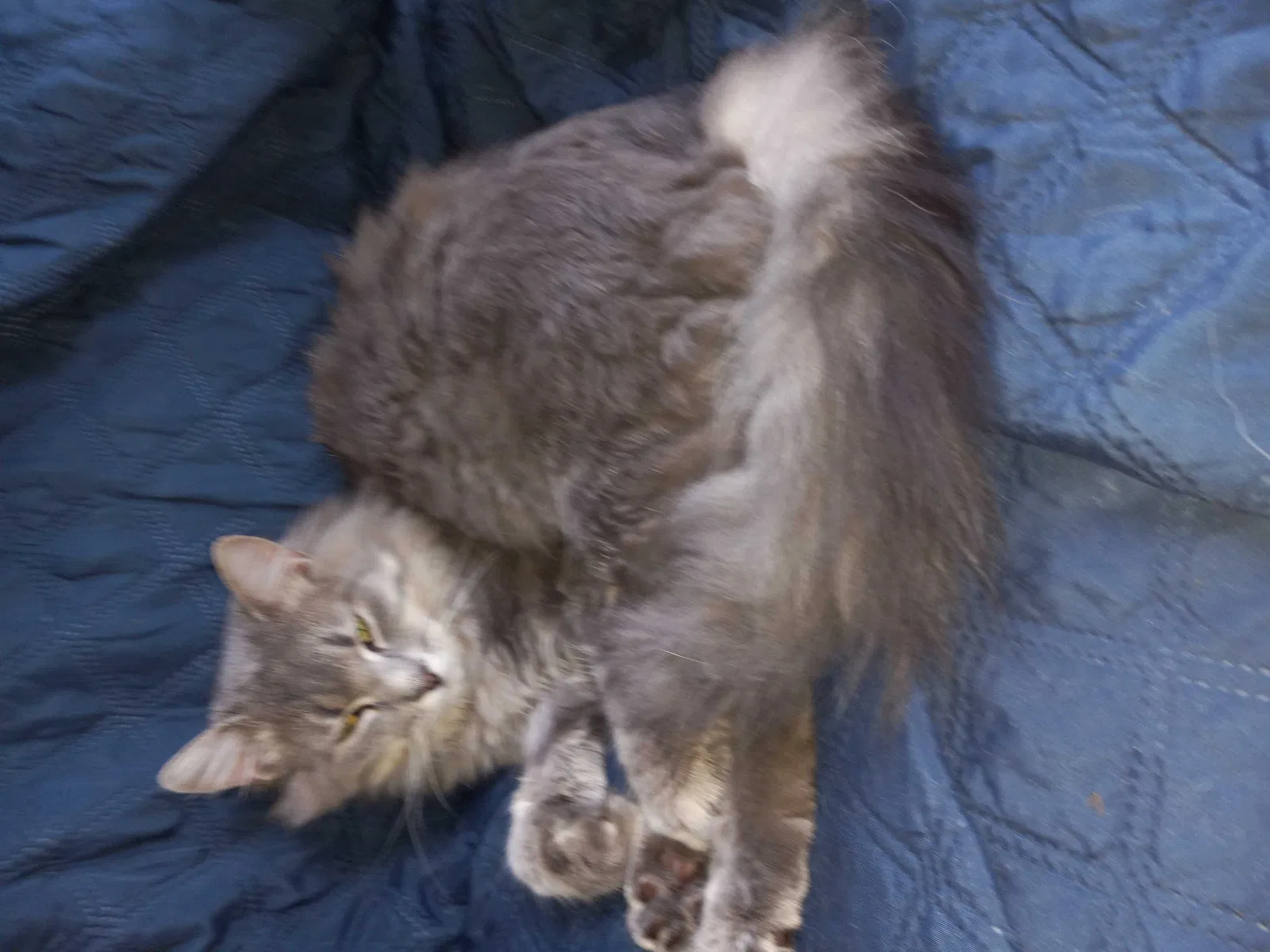 Lost cat in Roopville, GA, 30170